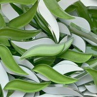 Vågig Kronblad Lime